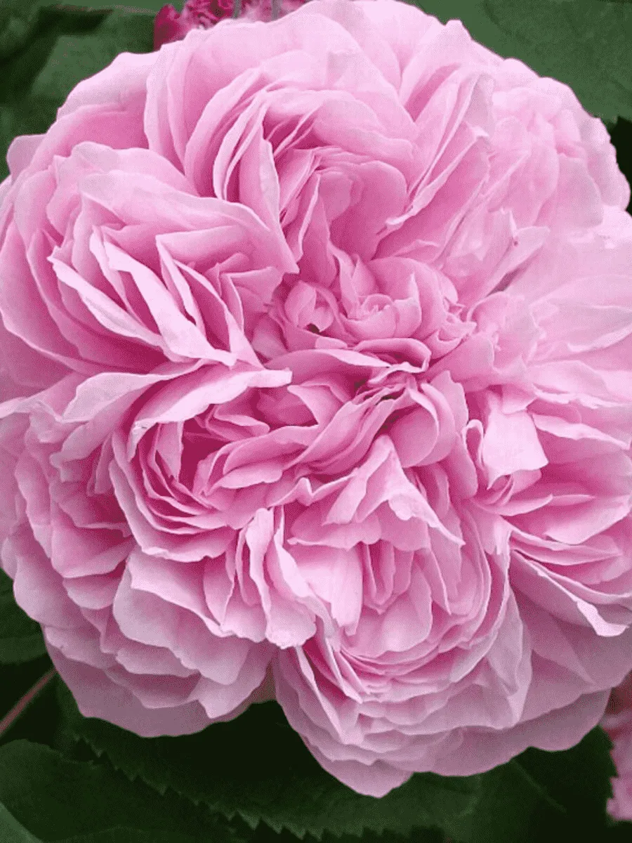 Роза парковая Jacques Cartier