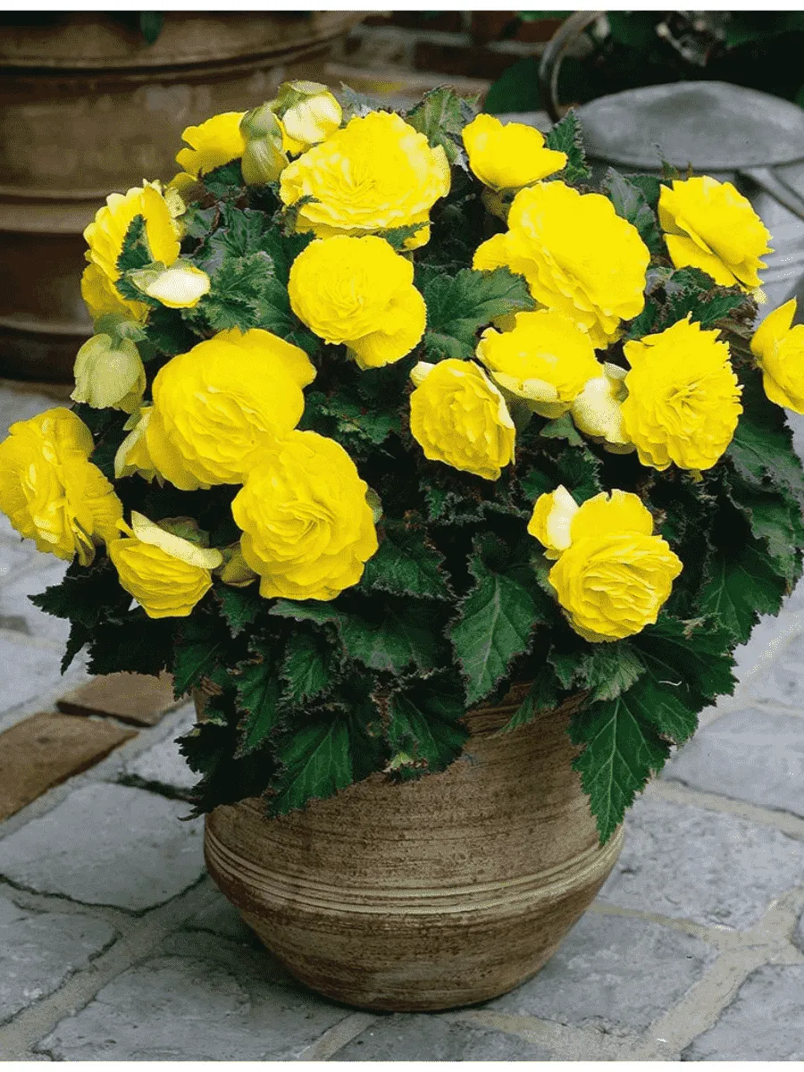 Бегония Yellow Бегония Yellow