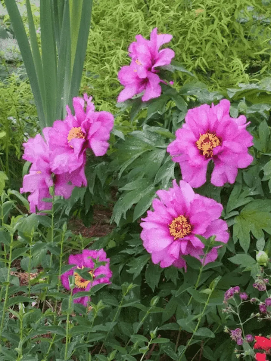 Пион ИТО Morning Lilac