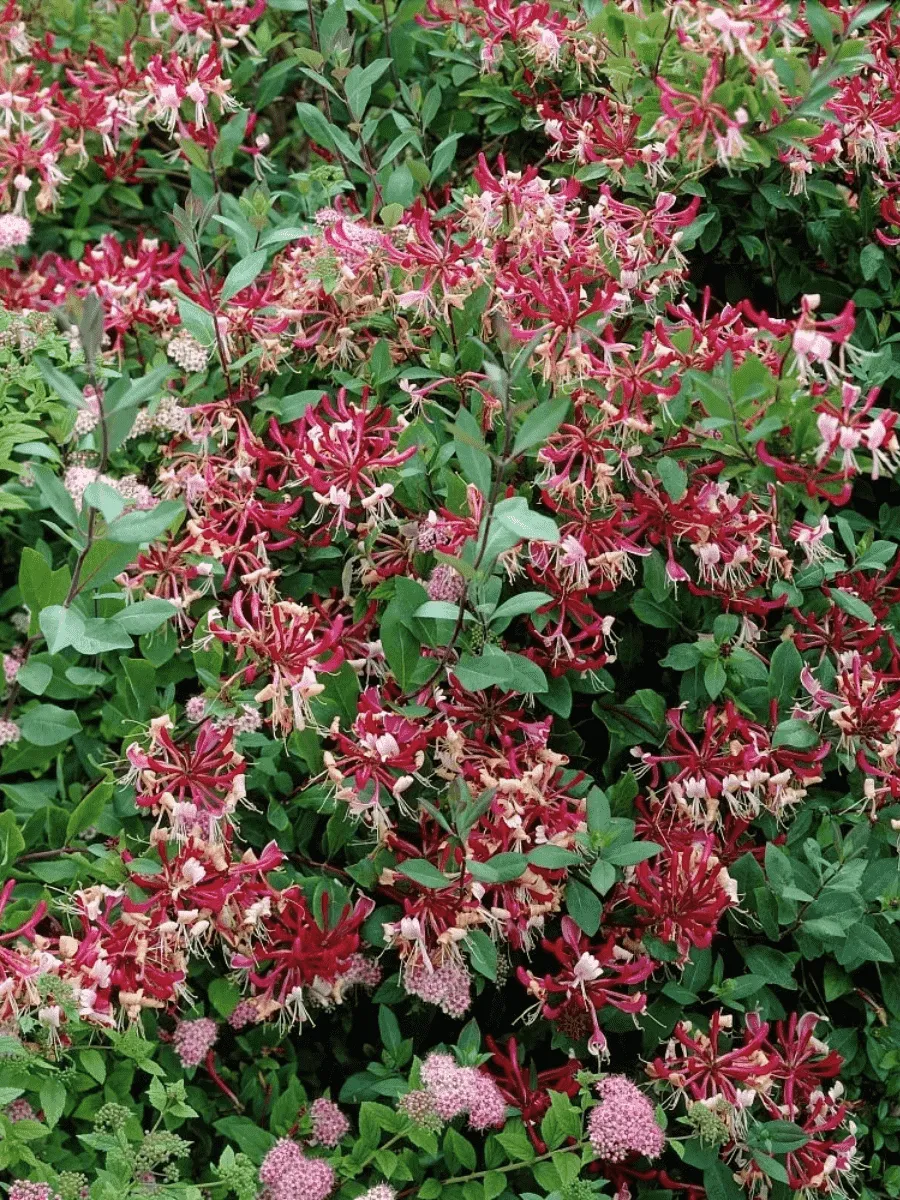 Жимолость Belgica Select Жимолость Belgica Select