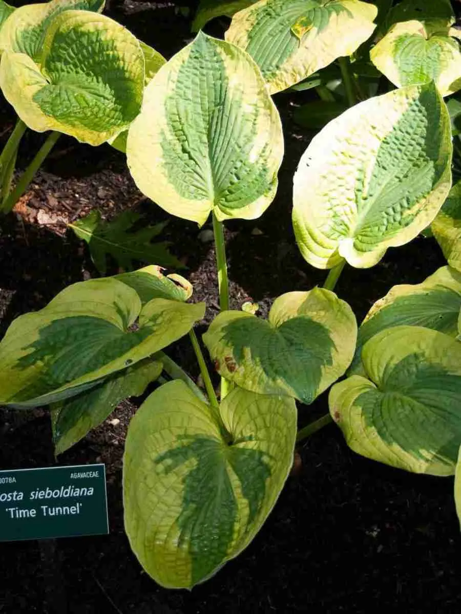 Хоста Time Tunnel