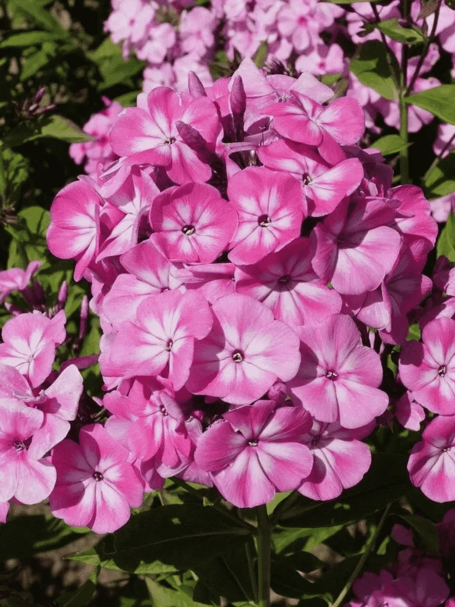 Флокс метельчатый Anastasia