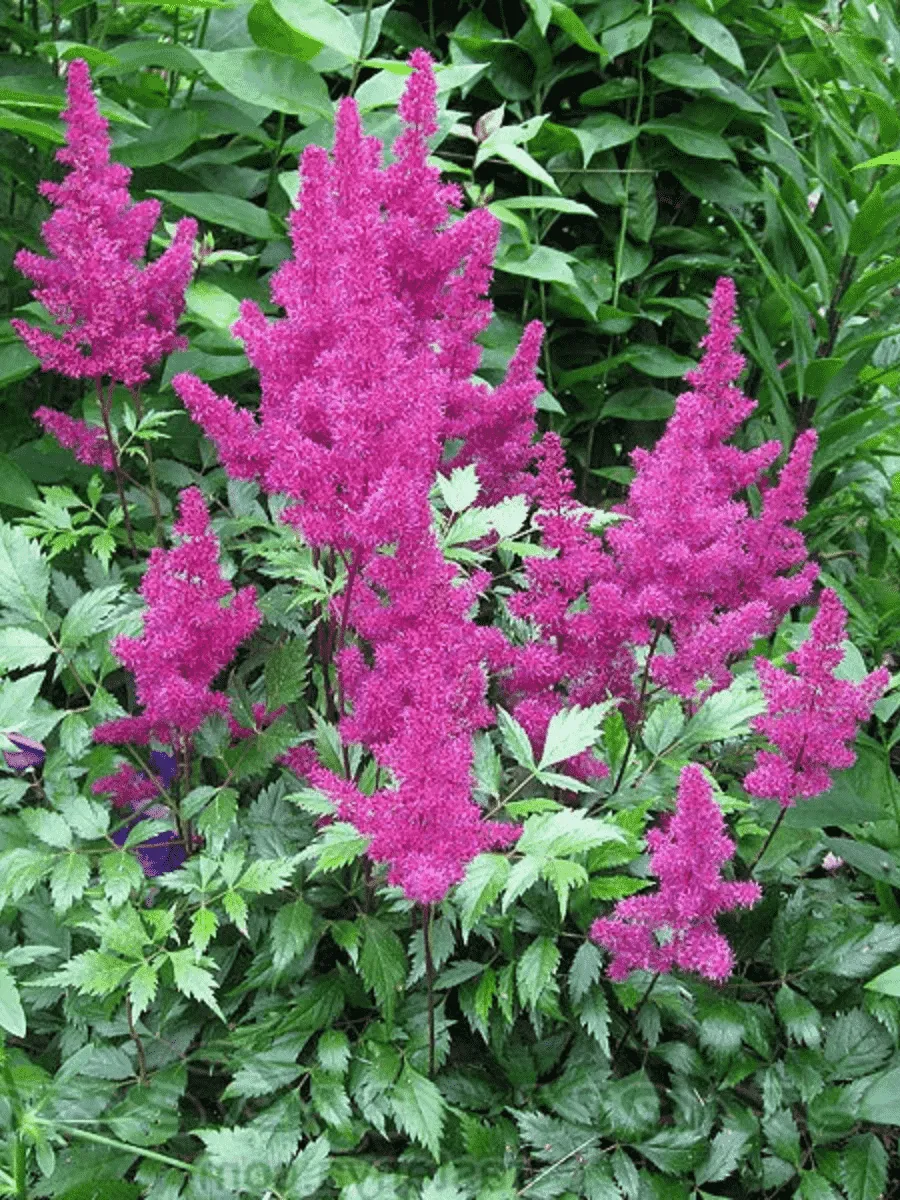 Астильба Арендса Elizabeth van Veen