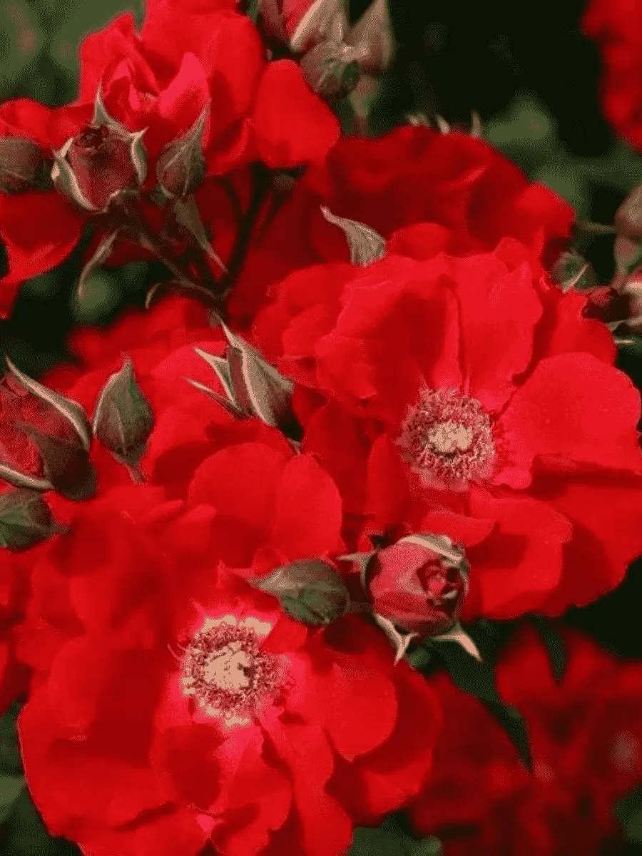 Роза  кустовая Roter Korsar