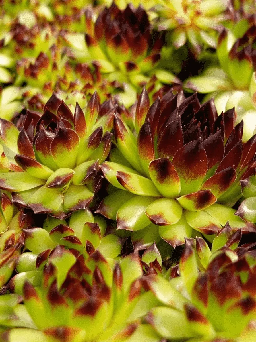 Молодило гибридное Black Top