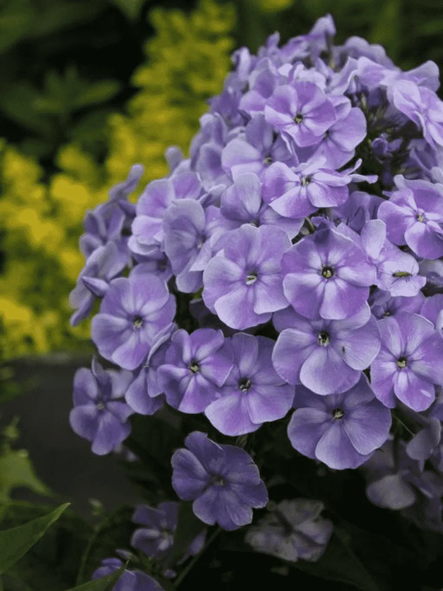 Флокс метельчатый Голубая Лагуна