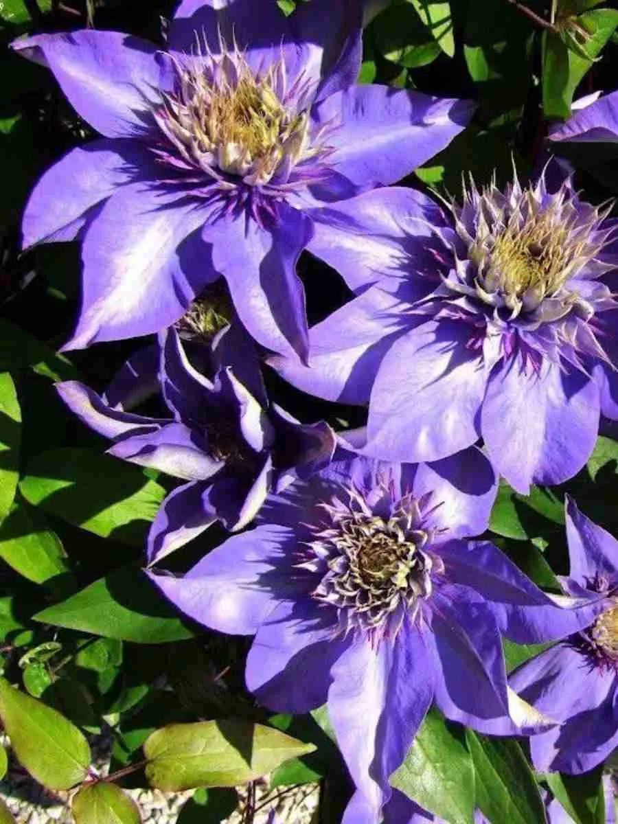 Клематис гибридный Multi Blue