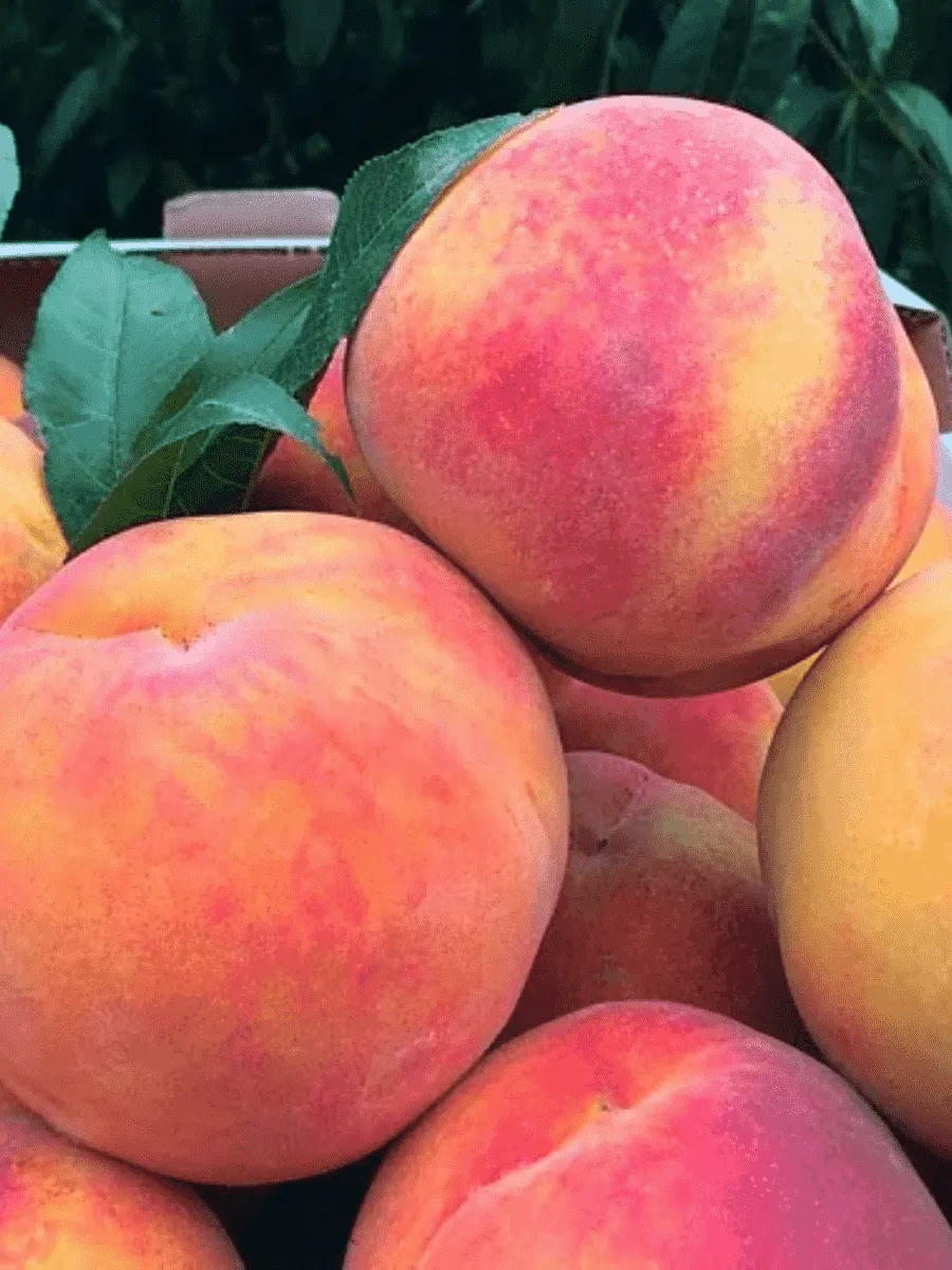 Персик Редхейвен Персик Редхейвен