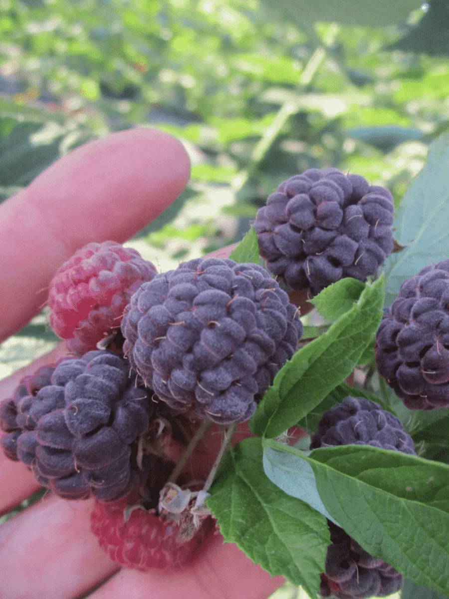 Малина обыкновенная Глен Кое