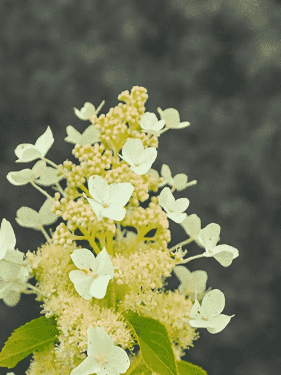 Гортензия метельчатая October Pride