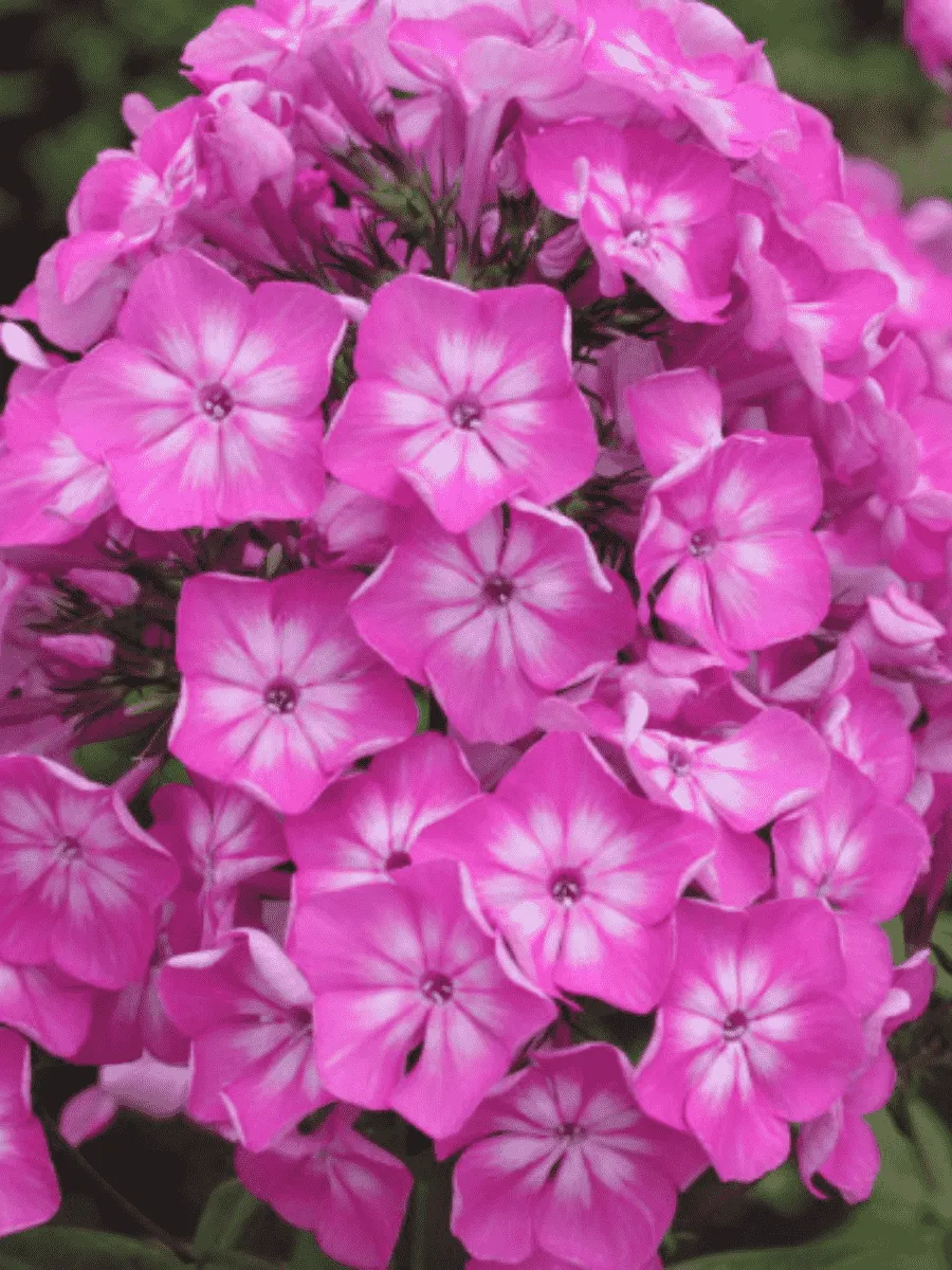 Флокс метельчатый Арктур