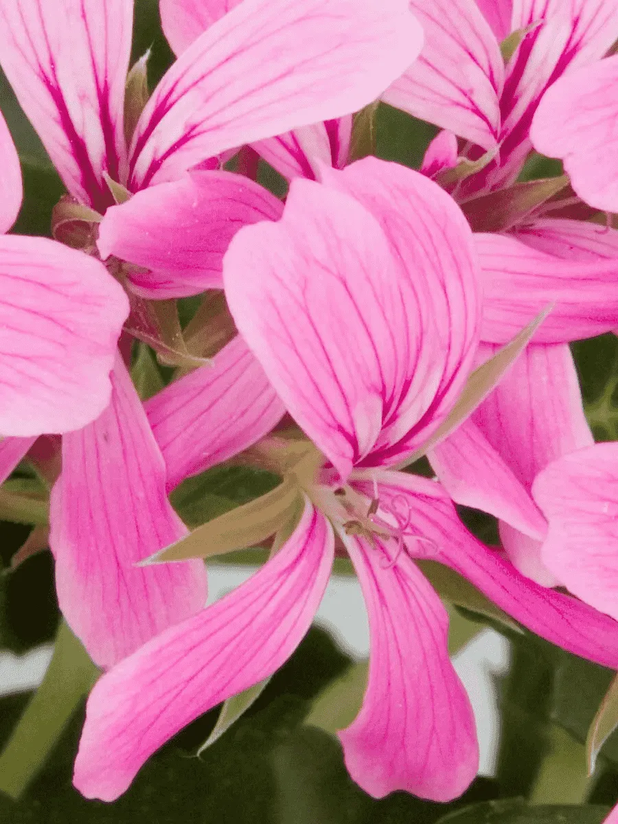 Пеларгония плющелистная Decora Lilac Пеларгония плющелистная Decora Lilac