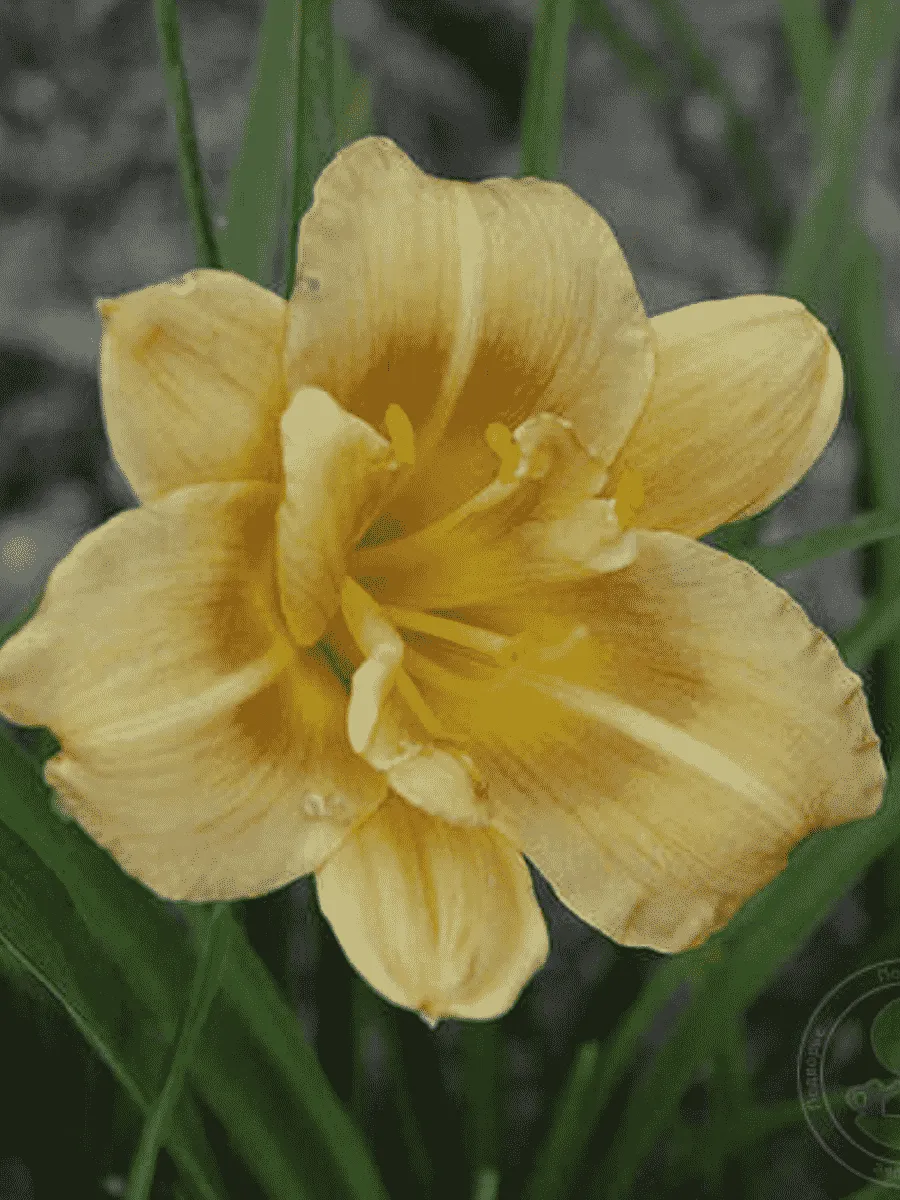 Лилейник Longfield Conchita