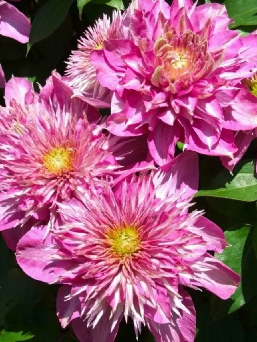 Клематис гибридный Kaiser Клематис гибридный Kaiser