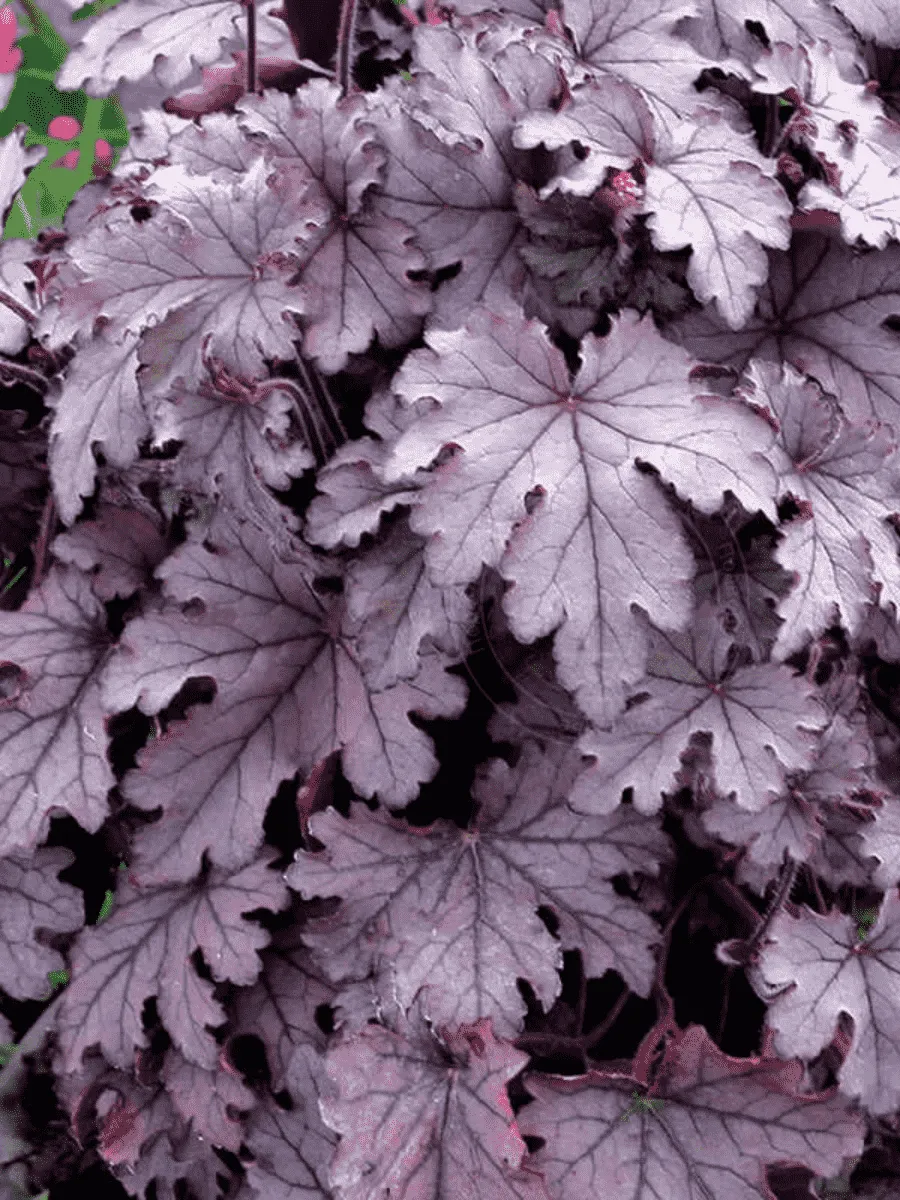 Гейхерелла Plum Cascade
