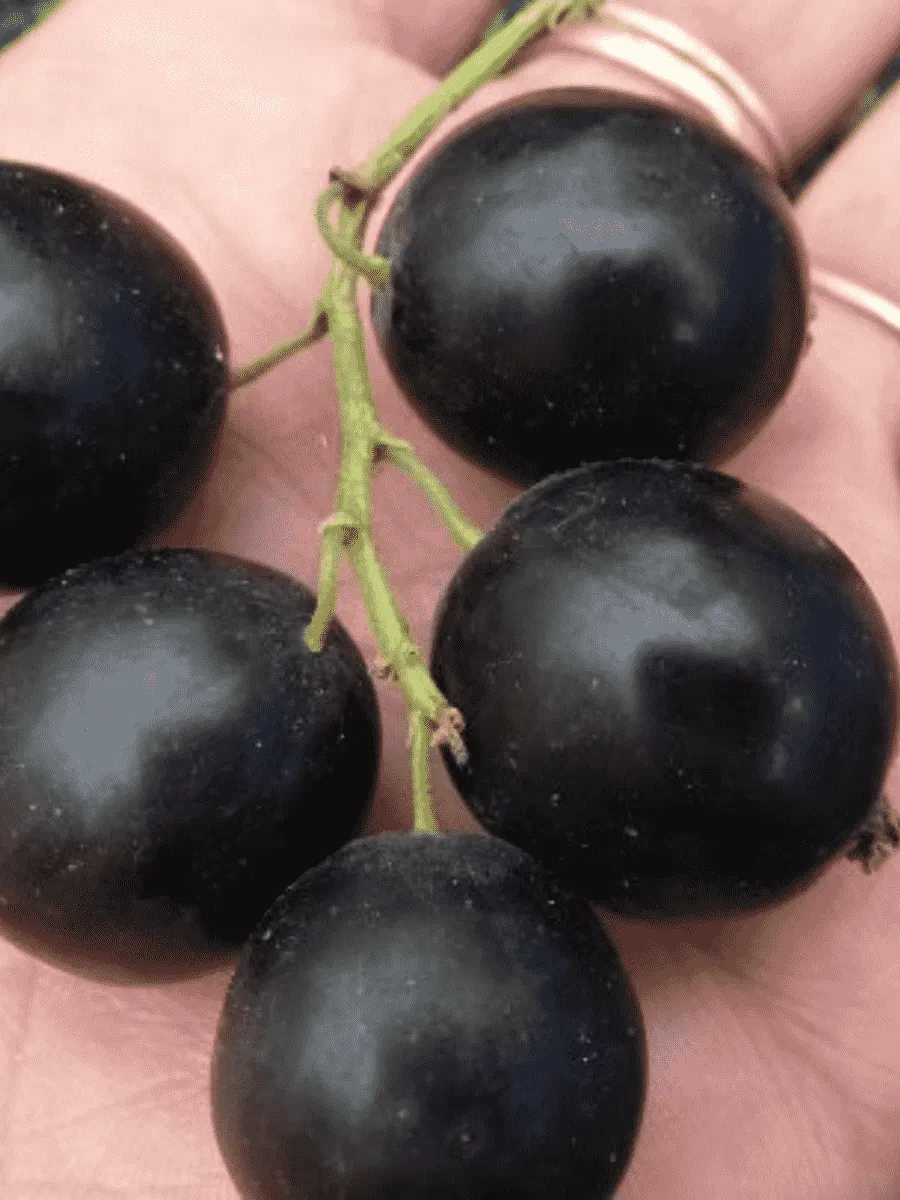 Смородина 6-14-145 ( ЗКС) Смородина 6-14-145 ( ЗКС)