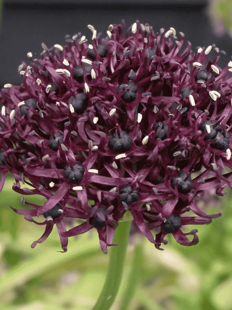 Лук декоративный Atropurpureum Лук декоративный Atropurpureum