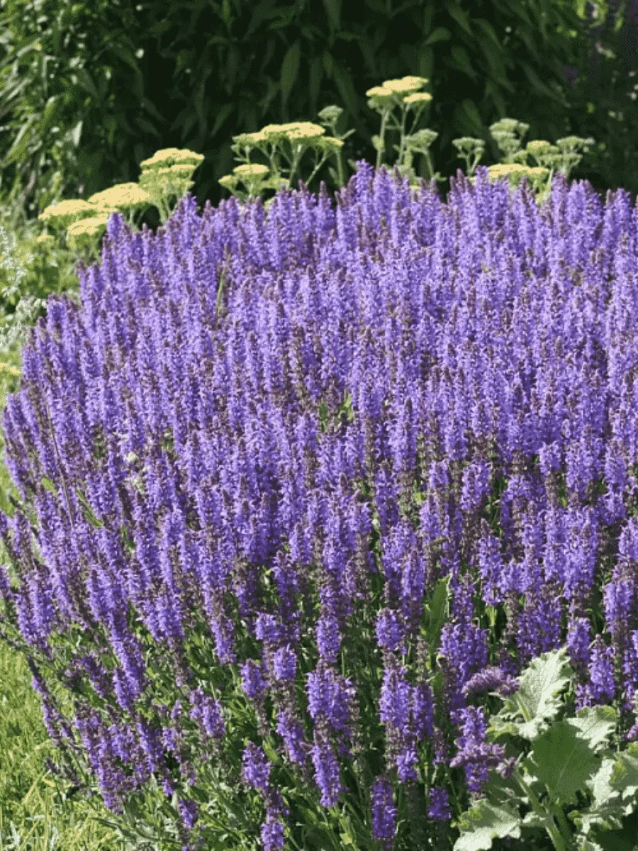 Шалфей дубравный Blaukonigin