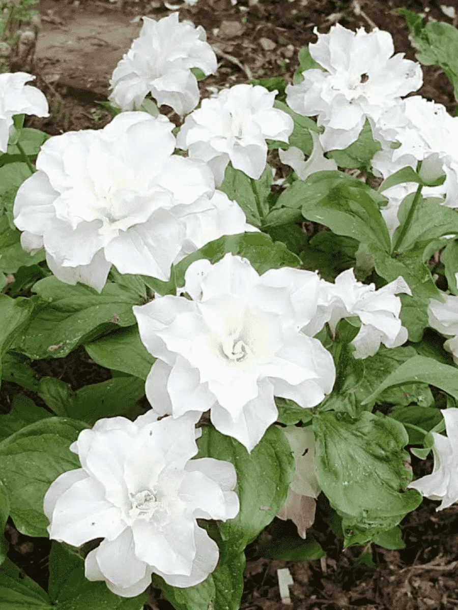 Триллиум крупноцветковый