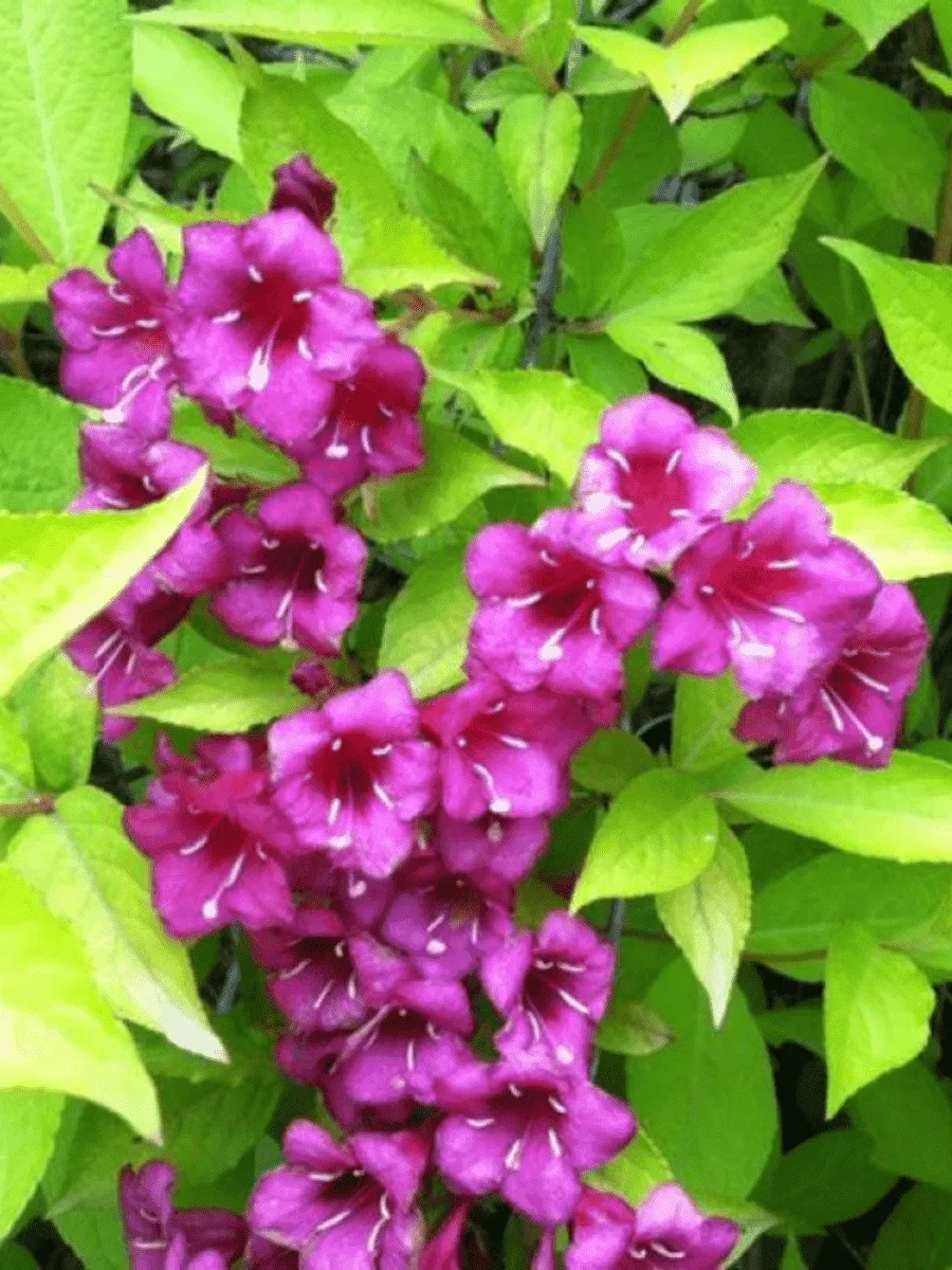 Вейгела гибридная Looymansii Aurea