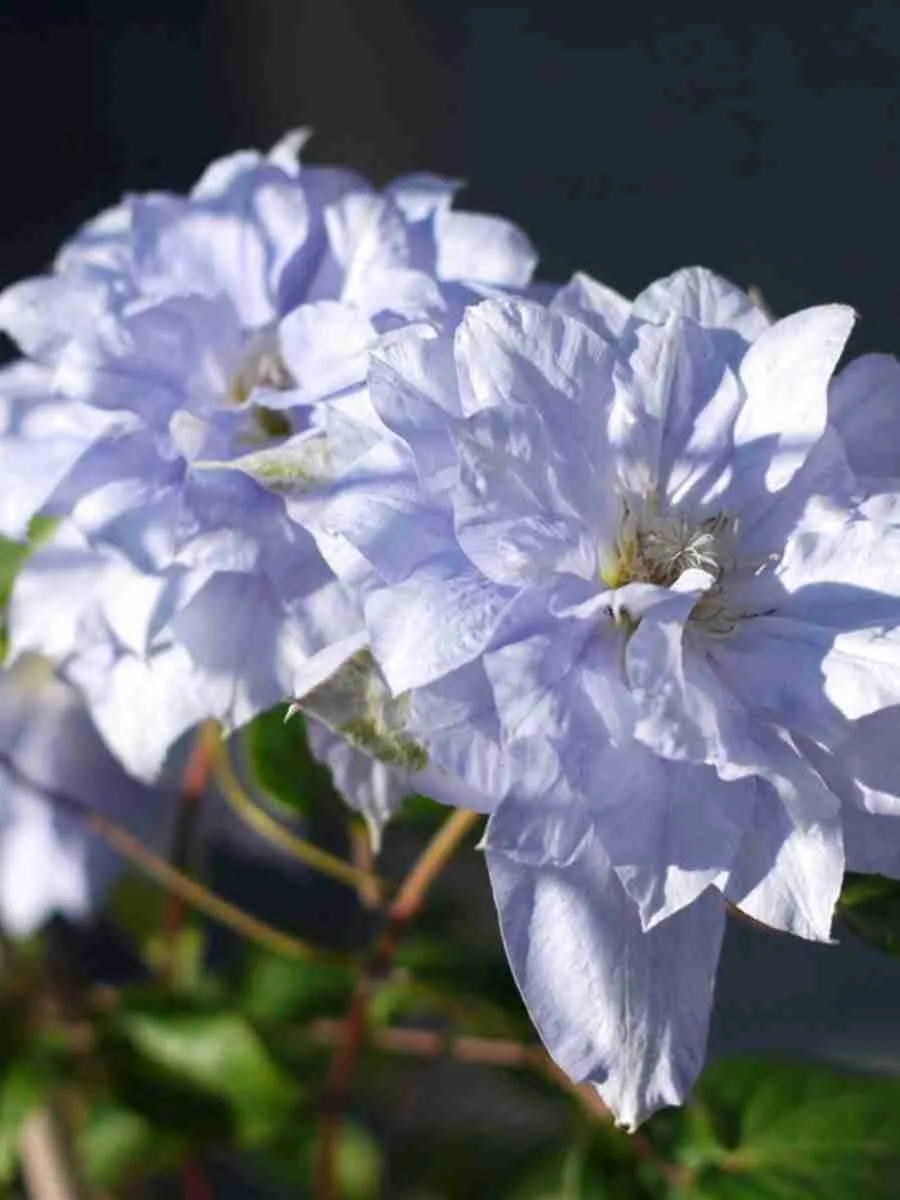 Клематис гибридный Mazury Клематис гибридный Mazury