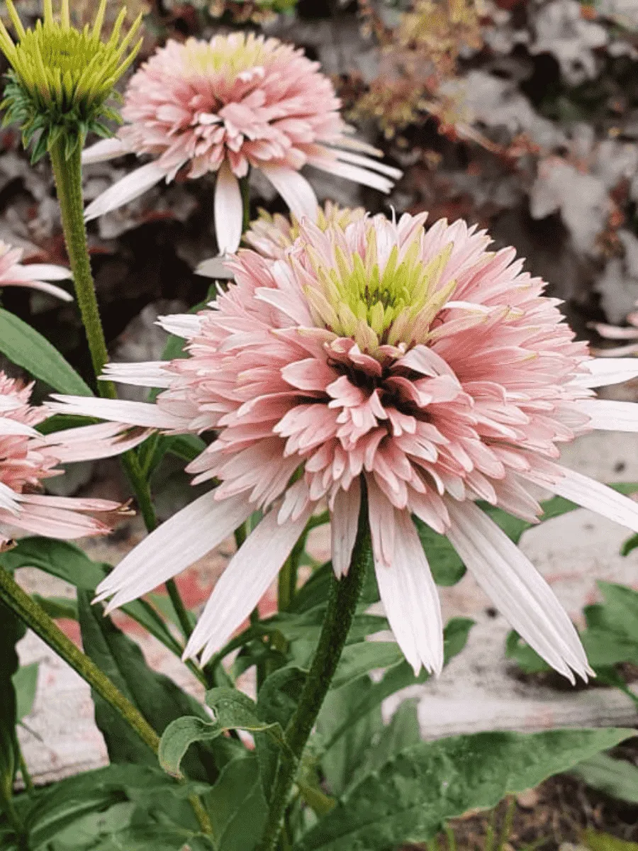 Эхинацея пурпурная Cherry Fluff