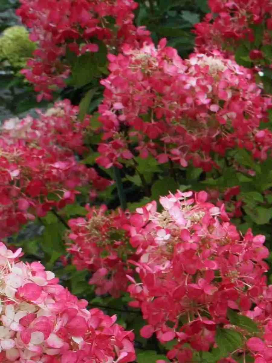 Гортензия метельчатая Diamant Rouge Гортензия метельчатая Diamant Rouge