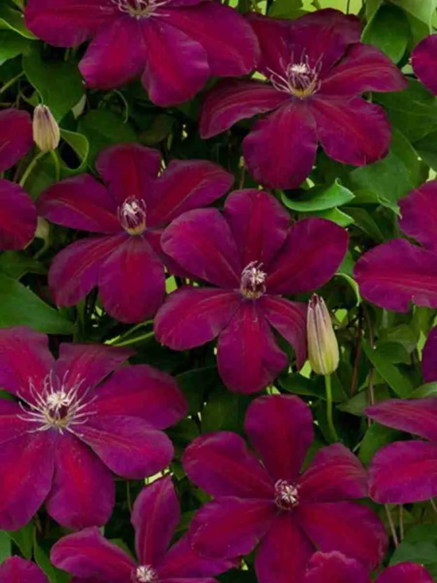 Клематис Rouge cardinal