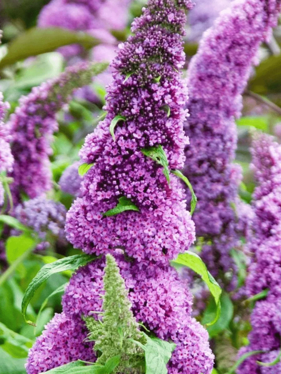 Буддлея давида Peacock