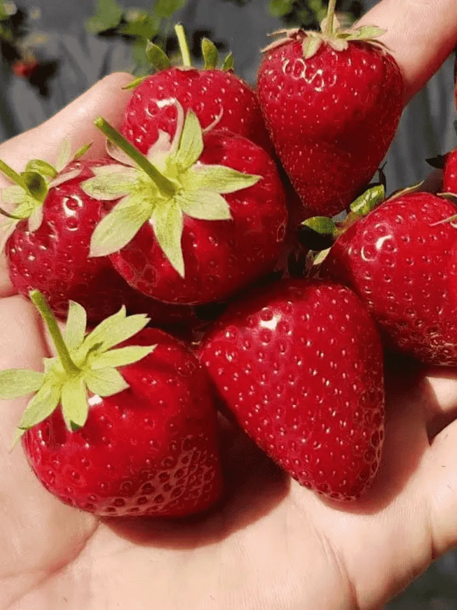 Земляника садовая Кабрилльо Земляника садовая Кабрилльо