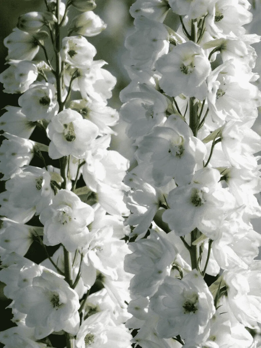 Дельфиниум   Guardian White