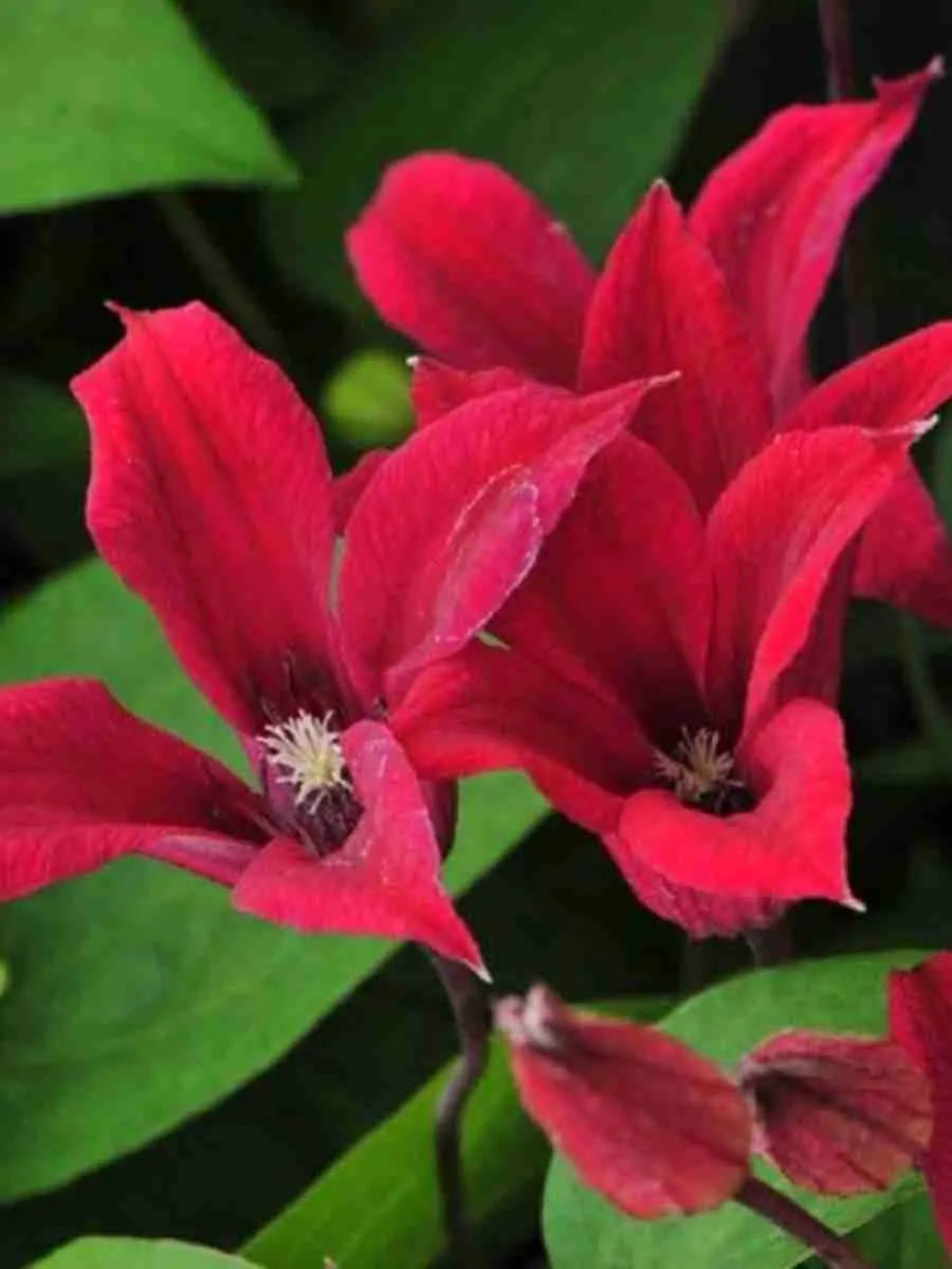 Клематис Gravetye Beauty