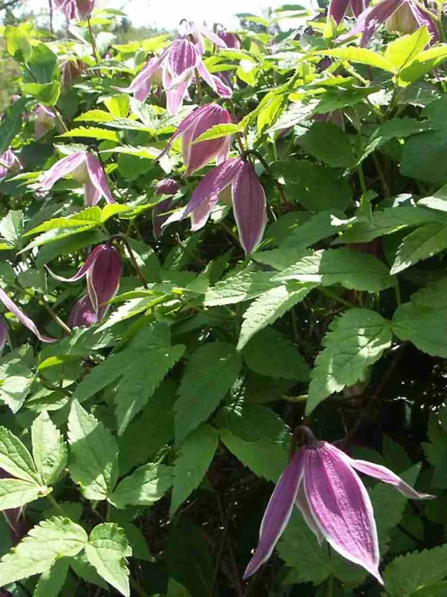 Клематис Columella