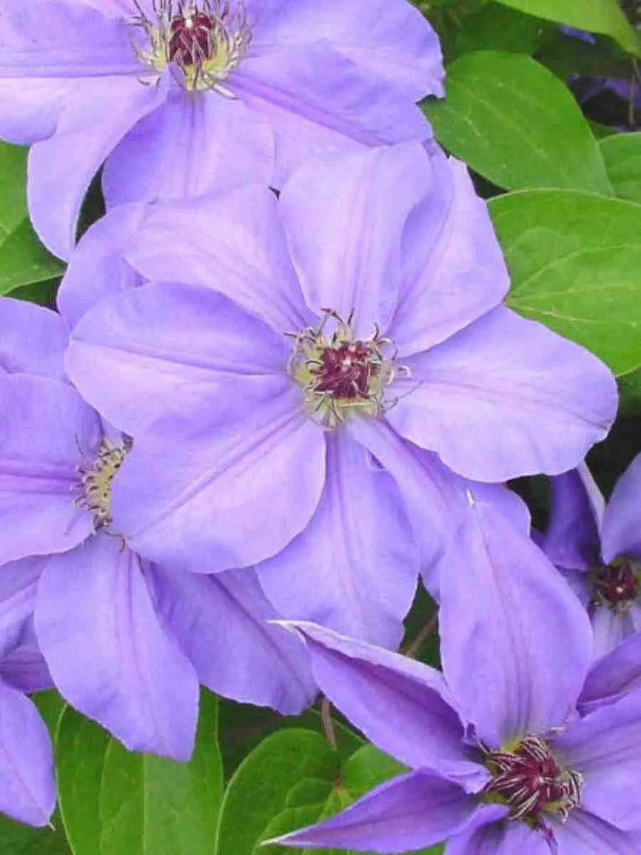 Клематис гибридный Laura