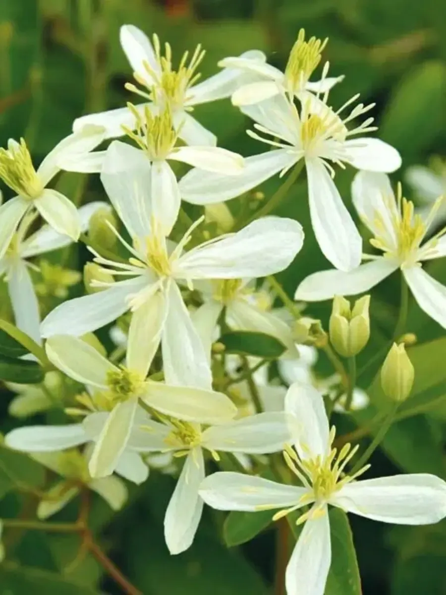 Клематис Stellar