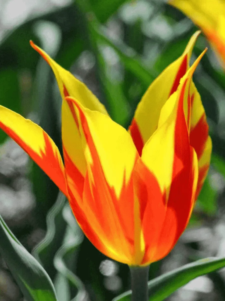 Тюльпан Fire Wings