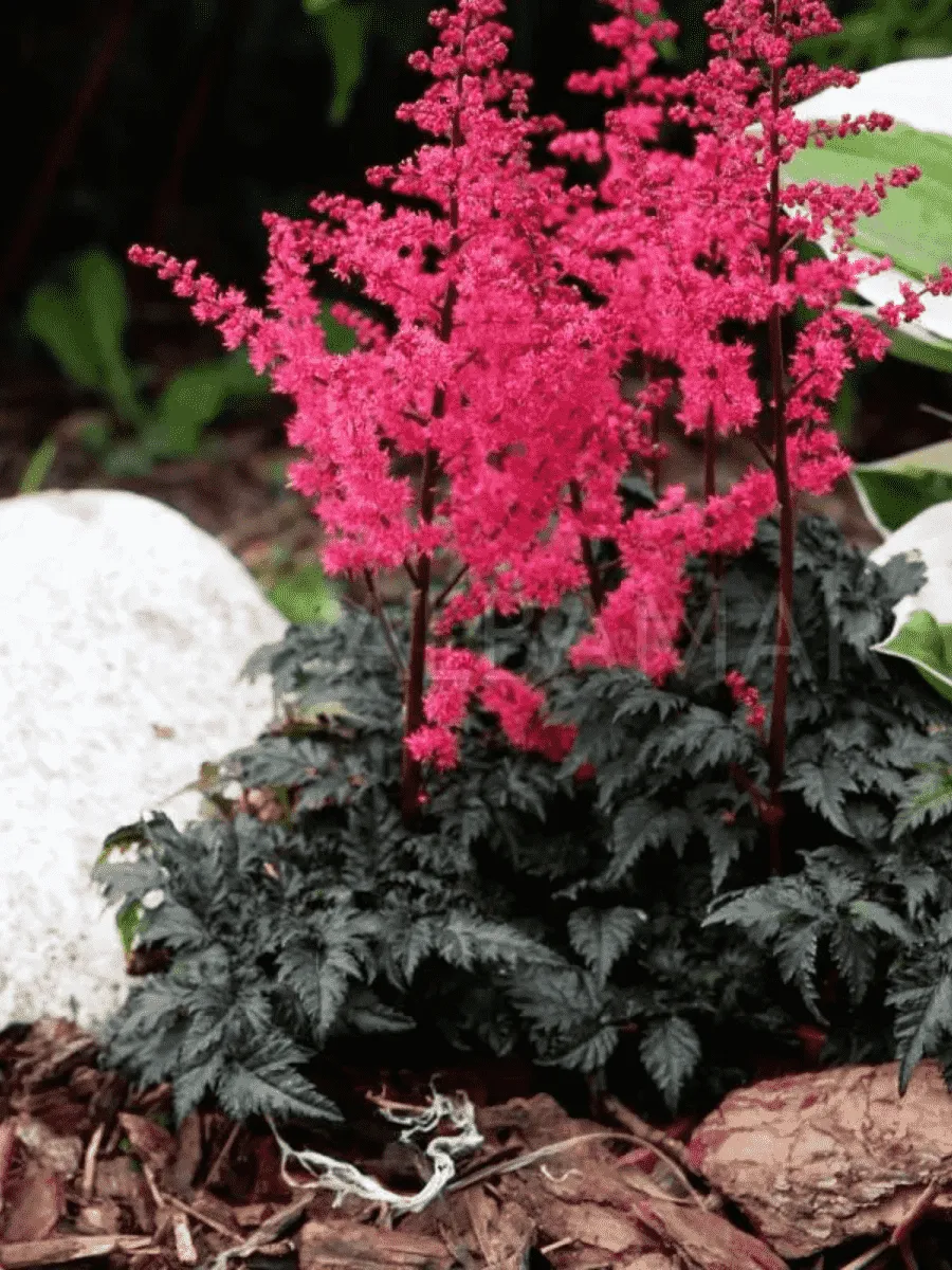 Астильба Арендса Hard Rock