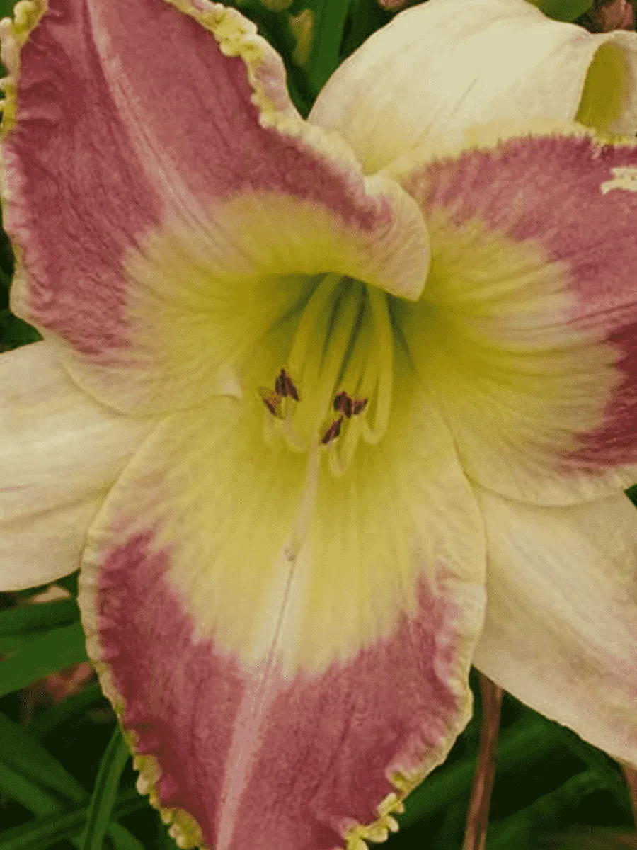 Лилейник Lotus Position