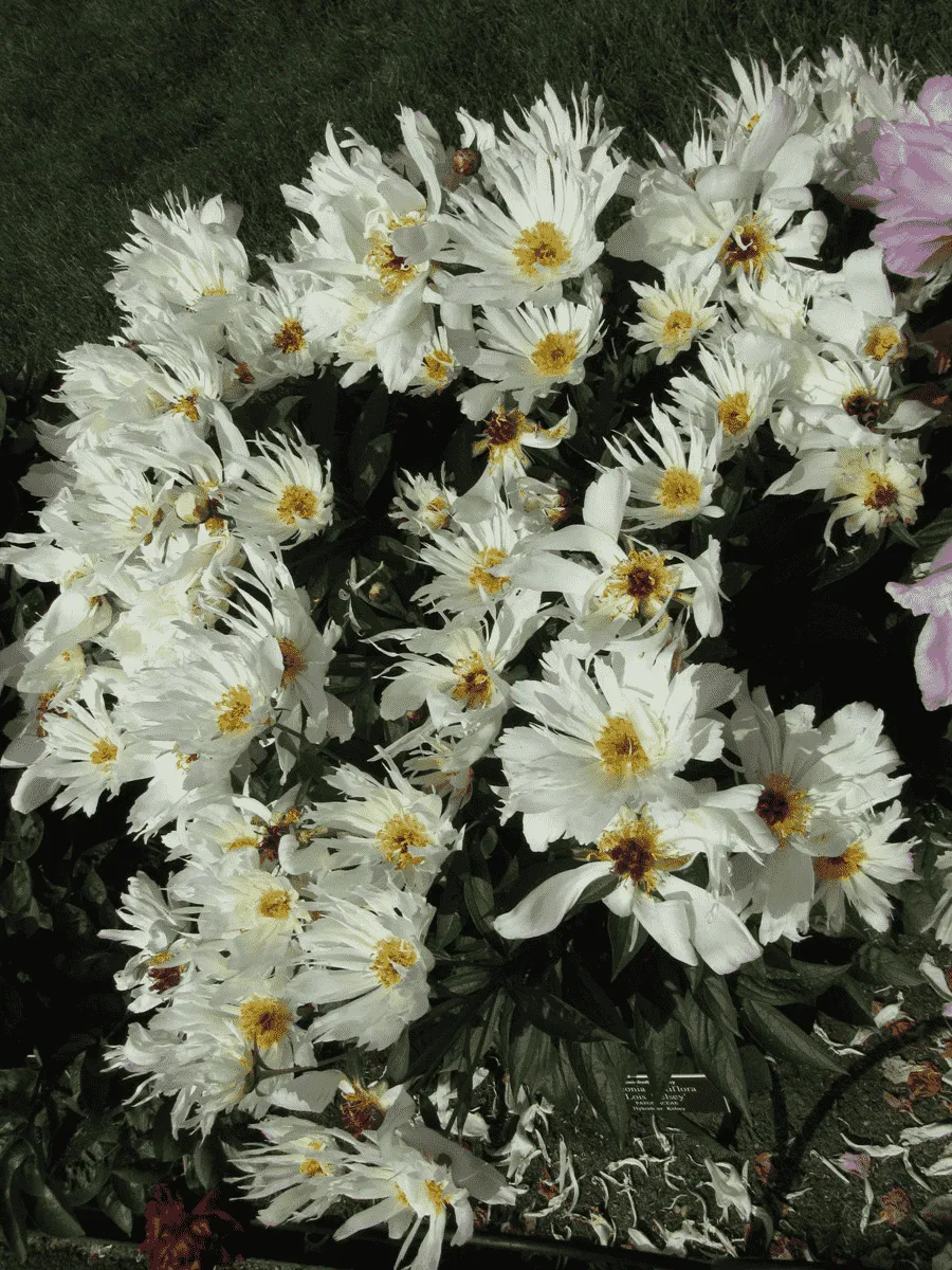 Пион Молочноцветковый Lois Kelsey