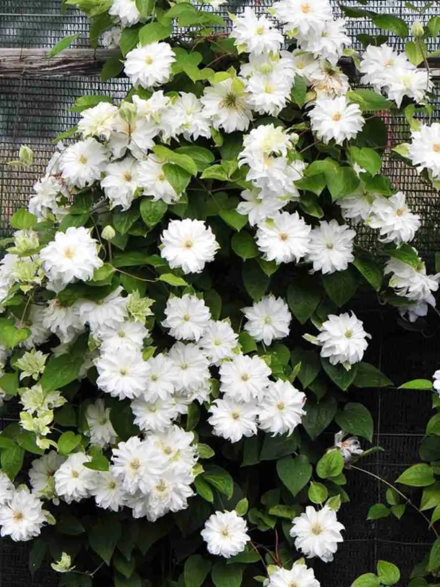 Клематис Maria Skłodowska Curie