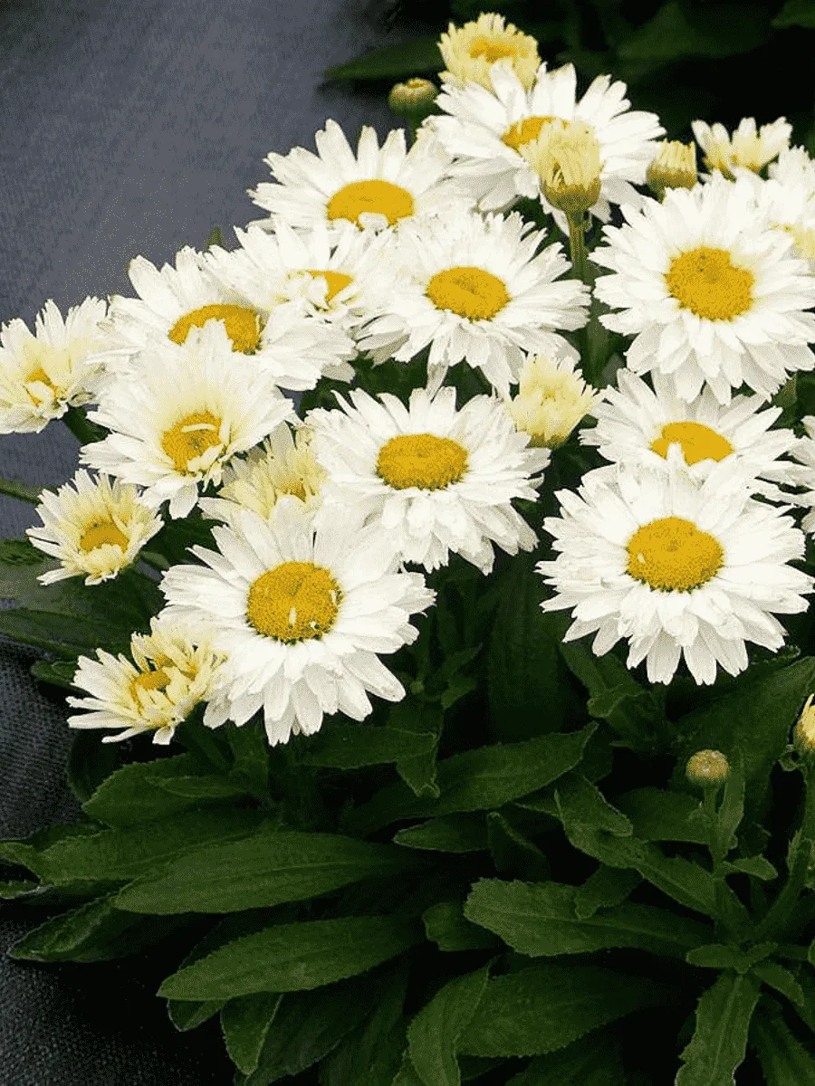 Нивяник наибольший Madonna