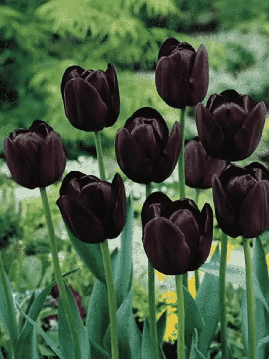 Тюльпан триумф Queen of Night