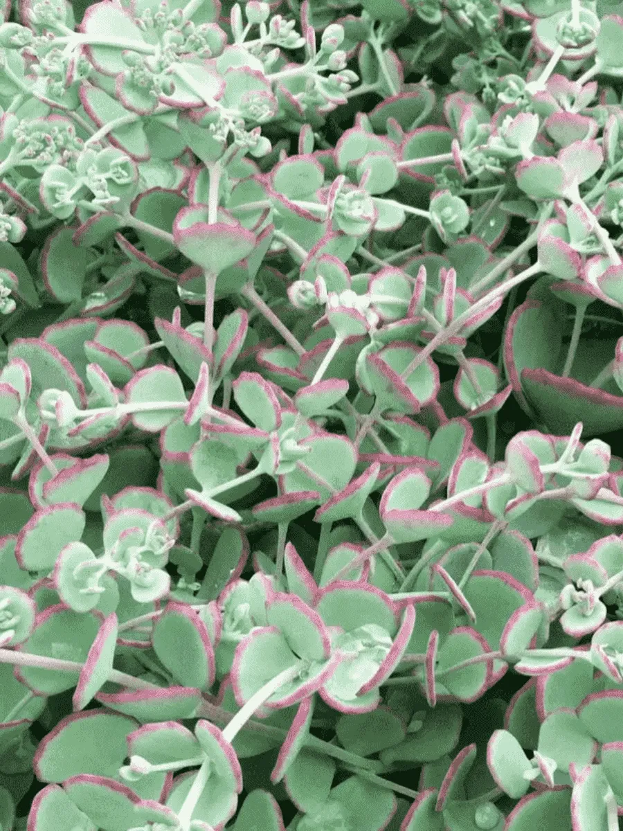 Очиток видный Bright Pink