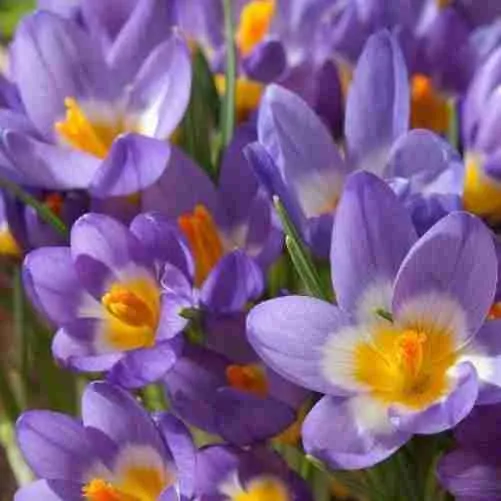 Крокус Ботанический Sieberi Tricolor