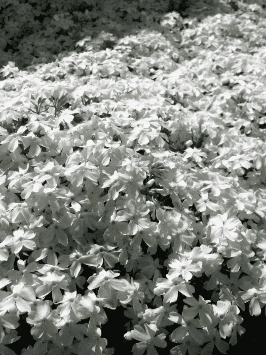 Флокс шиловидный Fabulous White