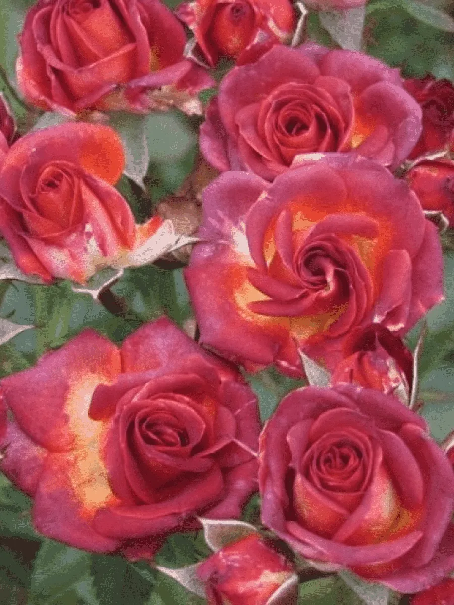 Роза спрей Brown Sugar Роза спрей Brown Sugar