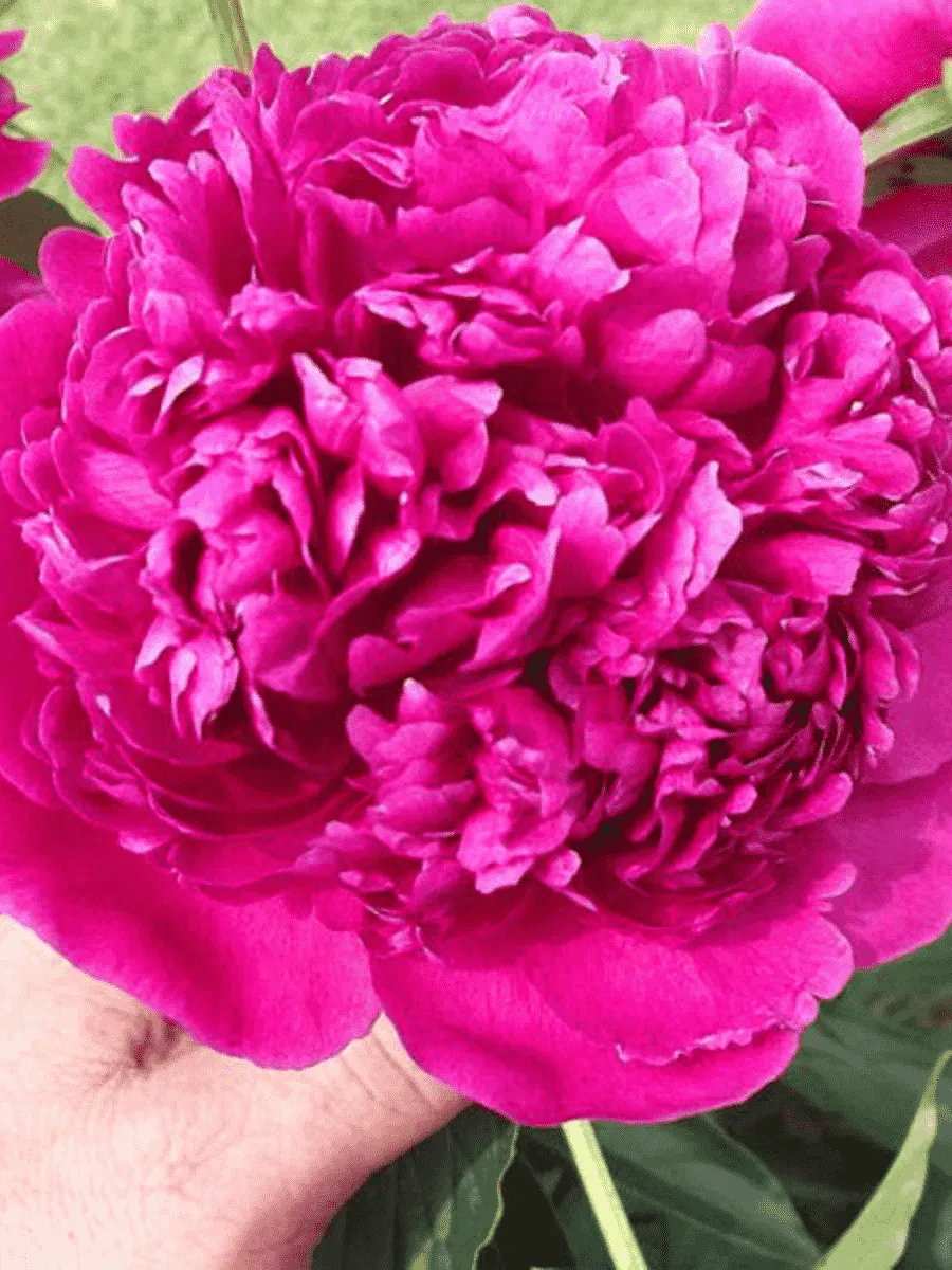 Пион Молочноцветковый AUGUSTIN D'HOUR