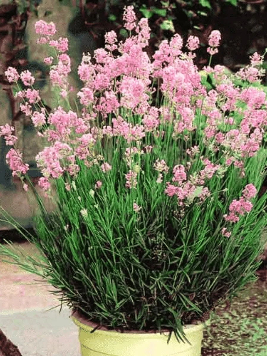 Лаванда узколистная  Rosea Лаванда узколистная  Rosea