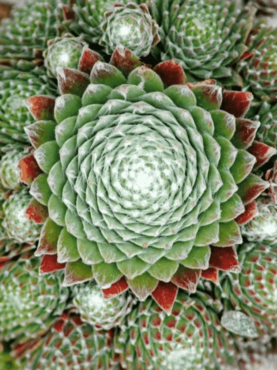 Молодило гибридное Koko Flanel