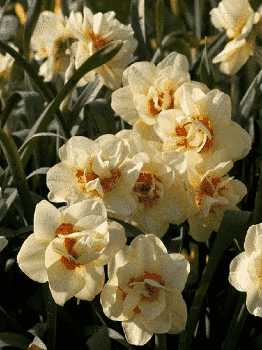 Нарцисс Double Fashion